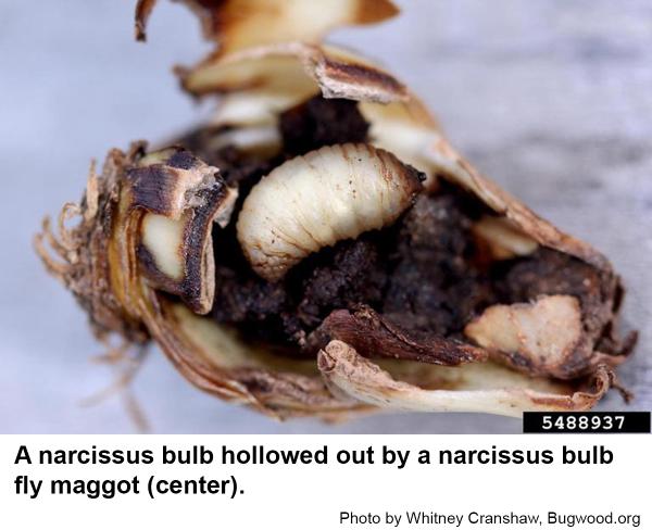 Narcissus bulb fly maggot